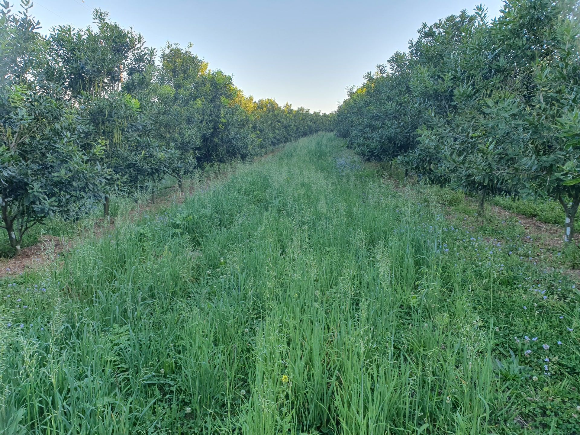 Permanent Ground Cover