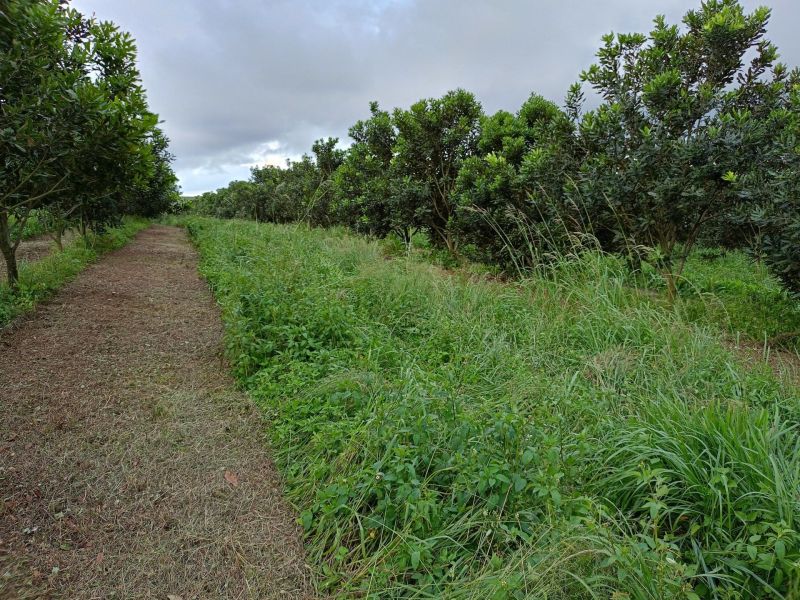 Minimising Soil Disturbance