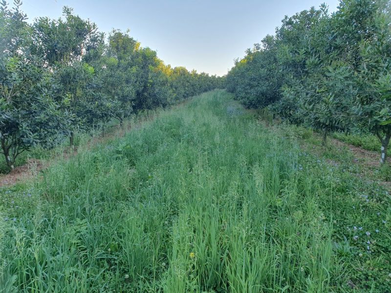 Keeping Soil Covered