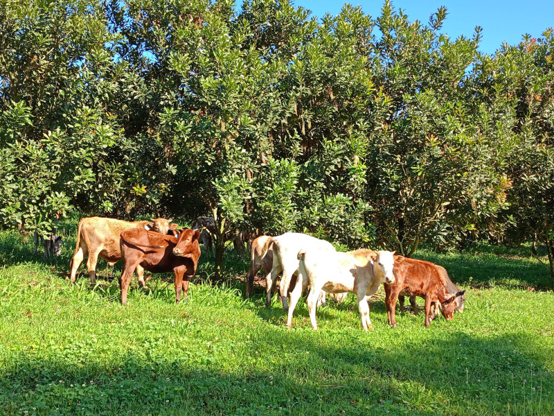 Biodiversity in Macadamia Orchards