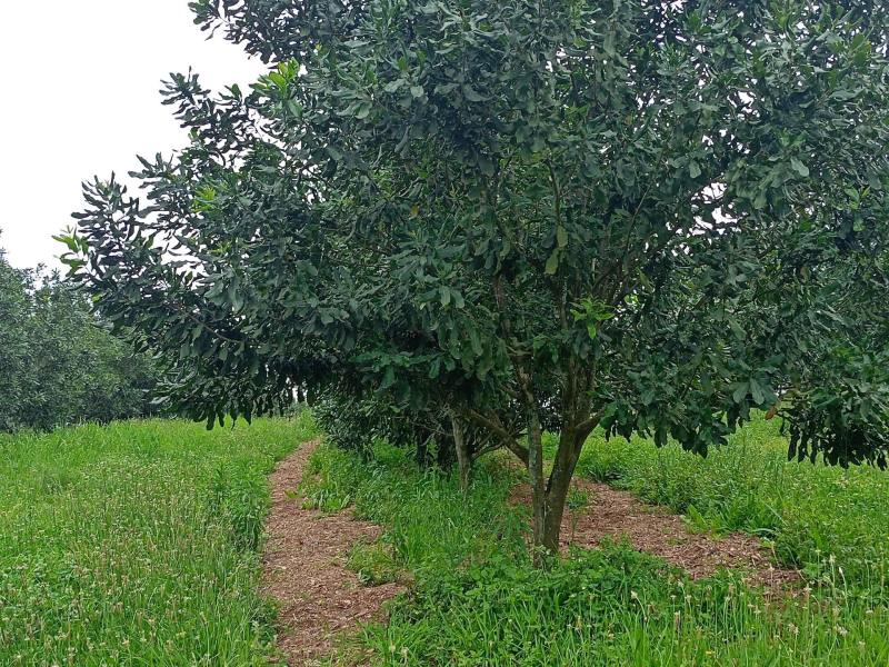 Keeping Soil Covered